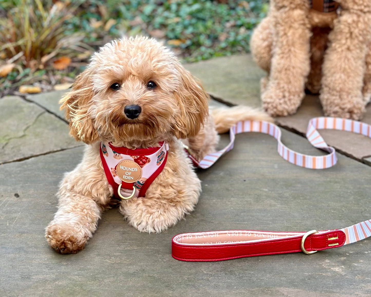 Harrold + Hattie Bears Leather Dog Lead