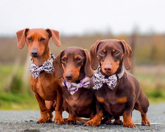 Sage Leopard Design Dog Bow Tie