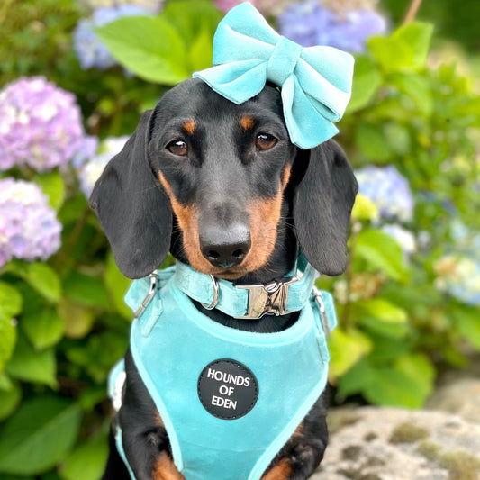 Tiffany's - Light Teal Velvet Dog Harness with Silver Metal Hardware