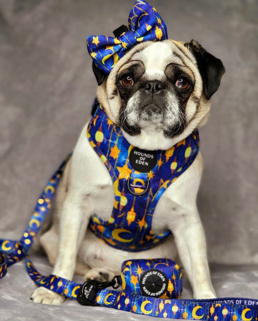 Arabian Nights - Blue and Gold Dog Collar