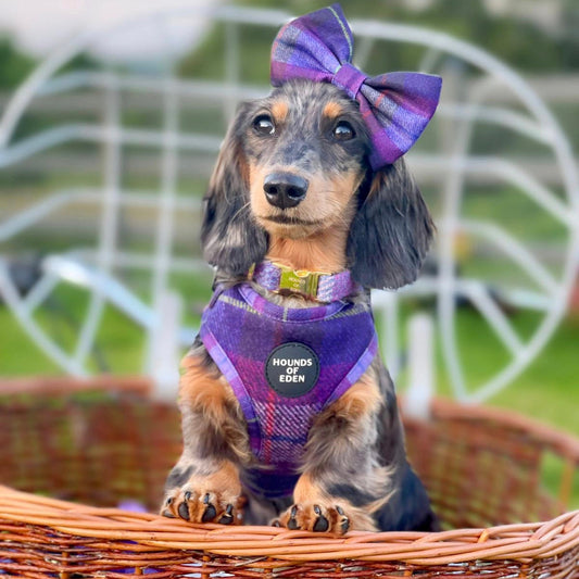 'Molly' - Pink & Purple Check Dog Harness