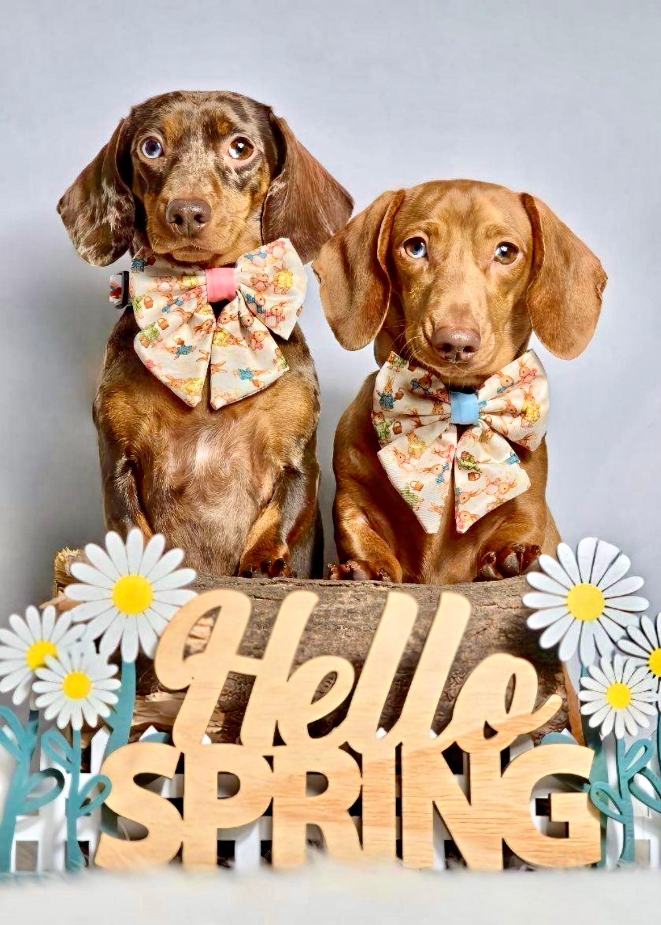 Bunny Tales - Pink, Dog Sailor Bow Tie