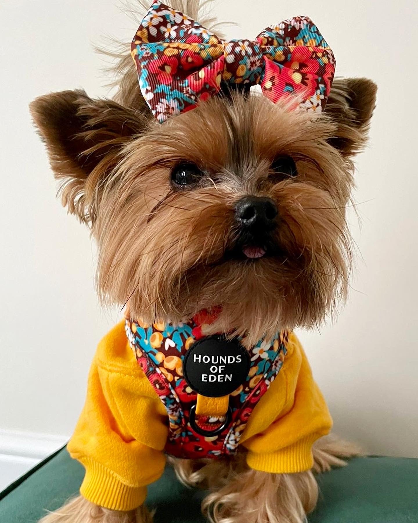 Retro Bloom Dog Harness (XXS & XS)