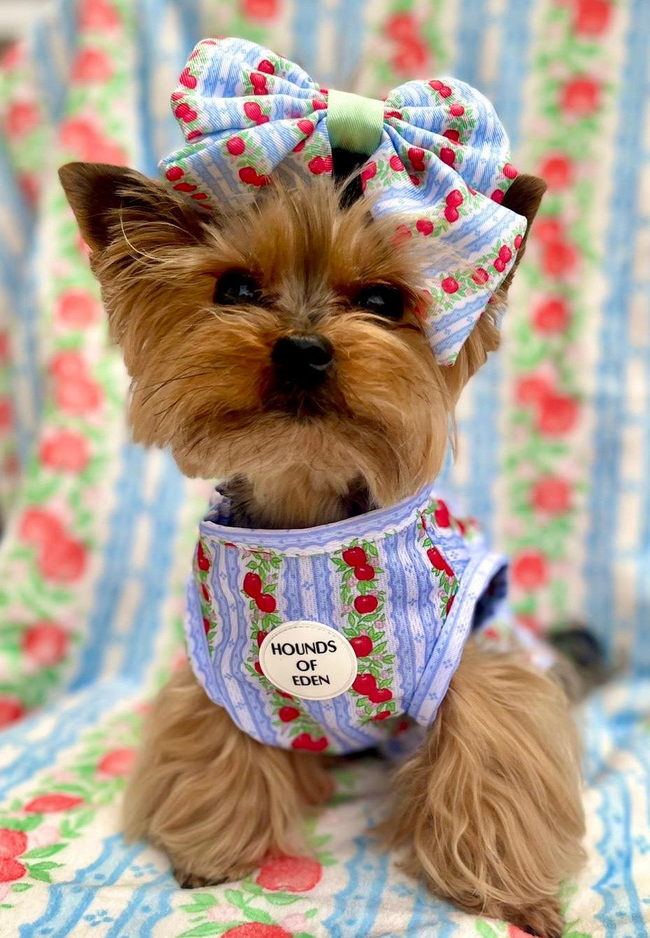 Eden's Orchard Dog Cooling Vest