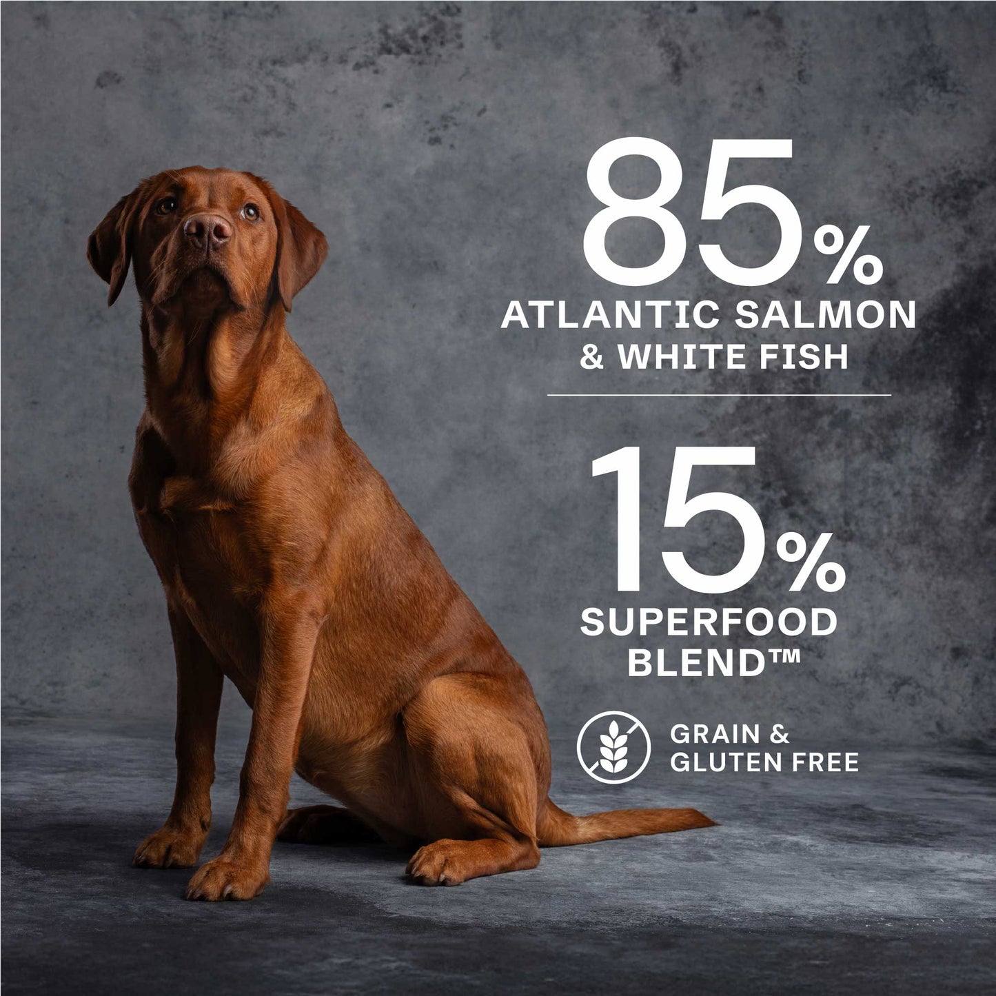 Salmon Dry Food for Puppies