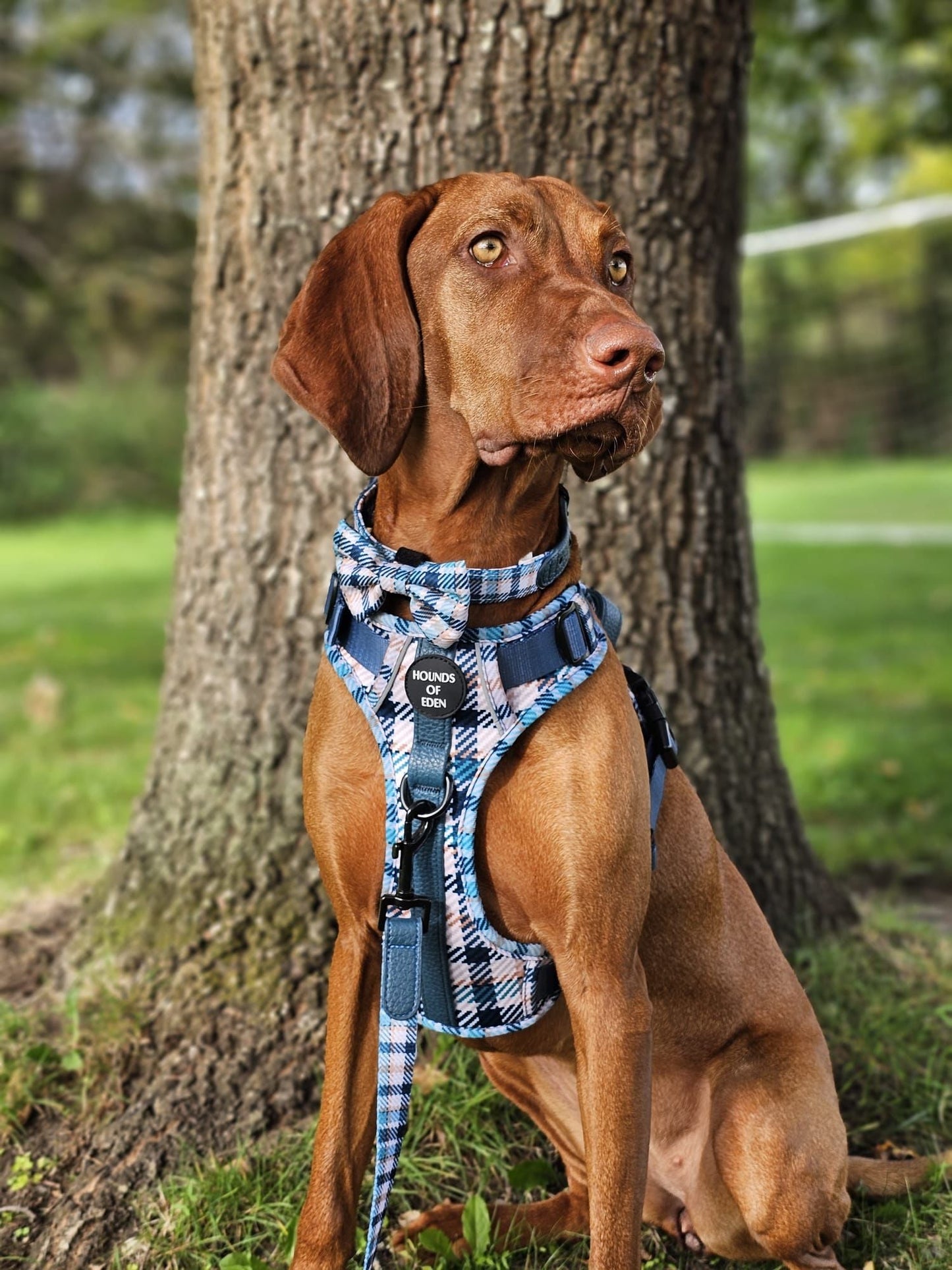 Tealing Smart Design Dog Bow Tie