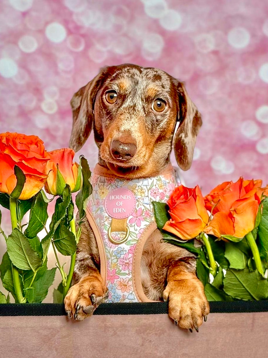 Pastel Petals - Dog Collar + ID Tag Holder