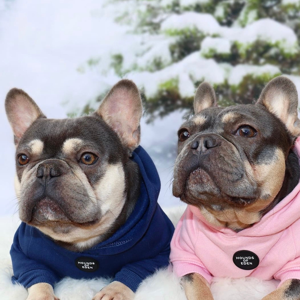 Dog Hoodie - Light Teal