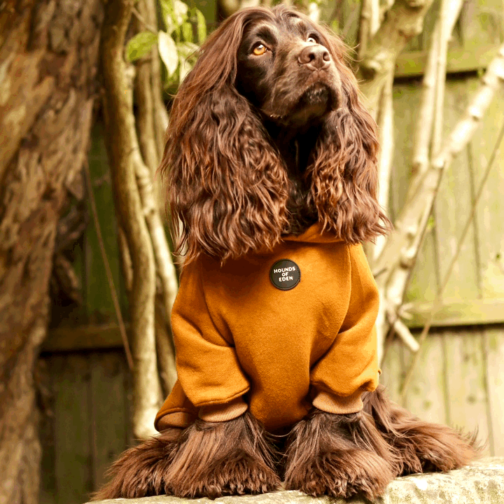 Dog Hoodie - Brown