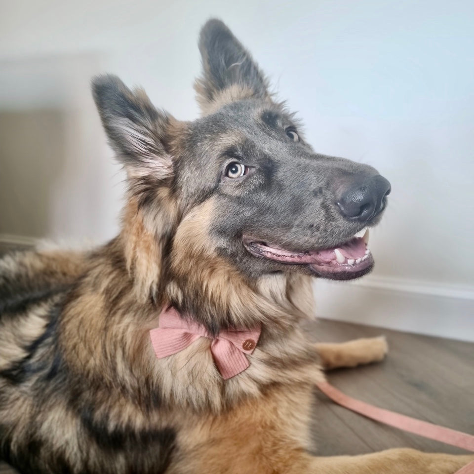 Peach Schnapps - Pink Corduroy Collar