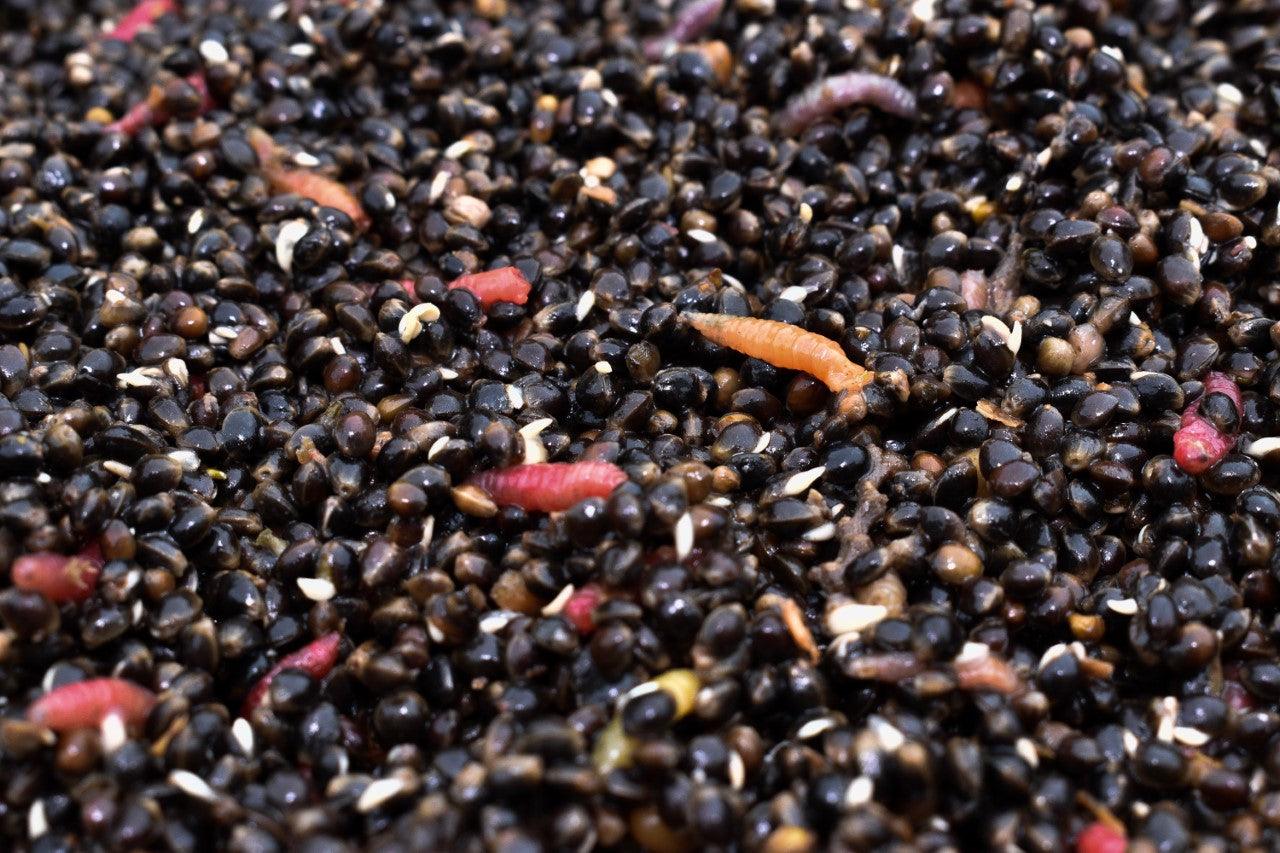 Hemp & Maggots