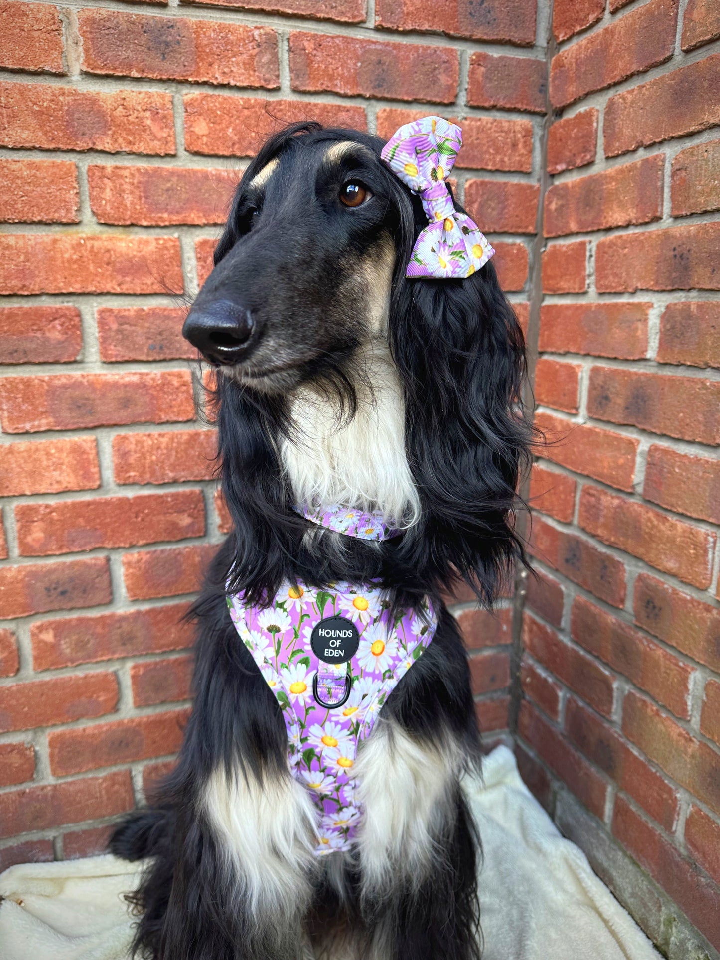 Daisy Dreams Design Dog Harness