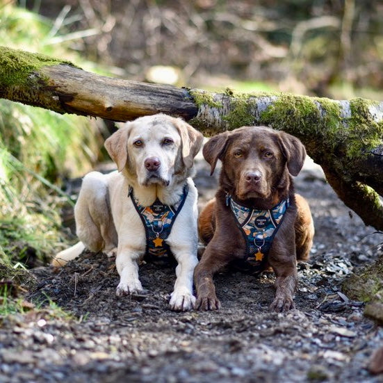 Supaw Strong™ 'Brush It Off' Utility Harness