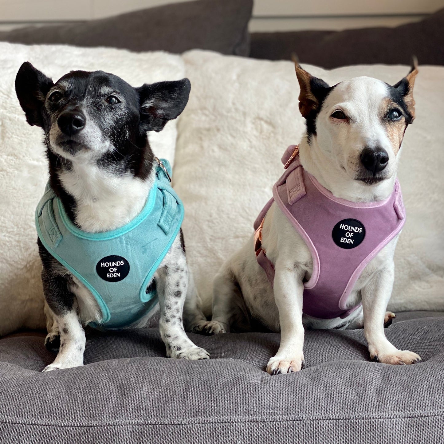 Tiffany's - Light Teal Velvet Dog Harness with Silver Metal Hardware