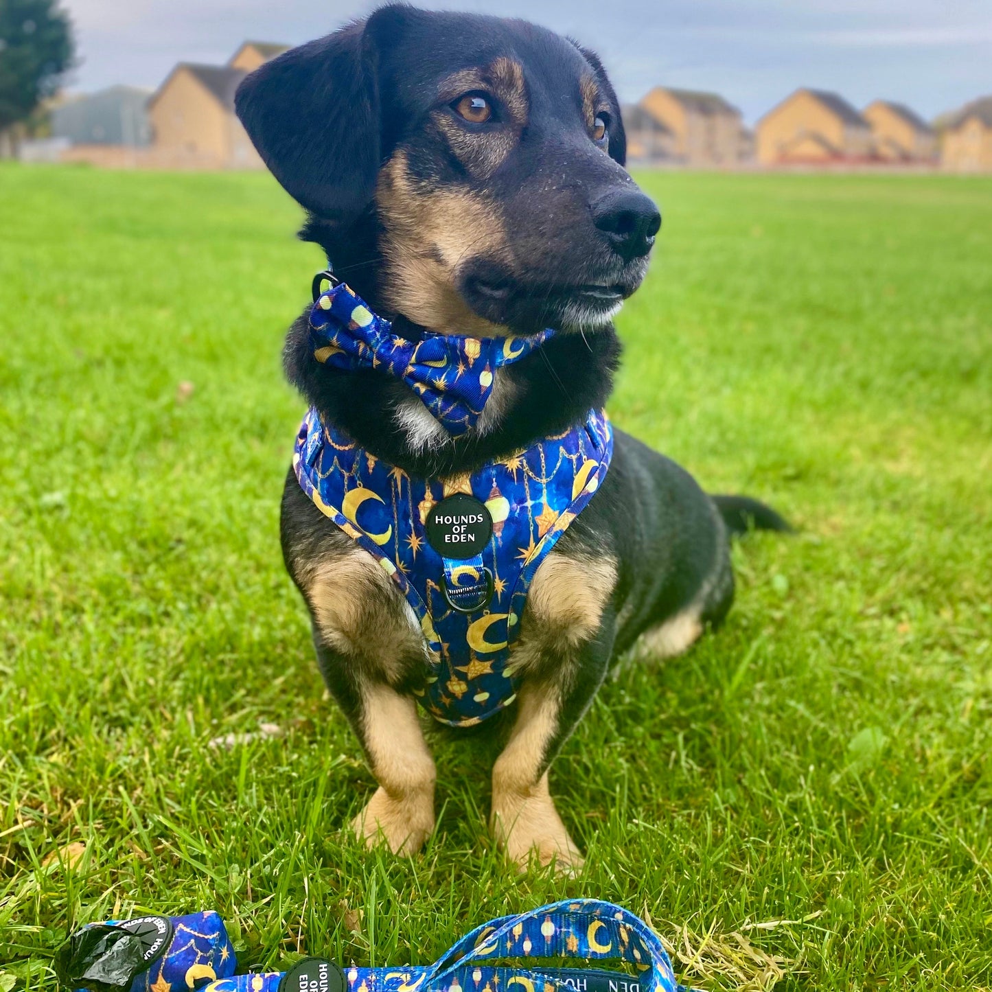Arabian Nights - Blue and Gold Dog Collar