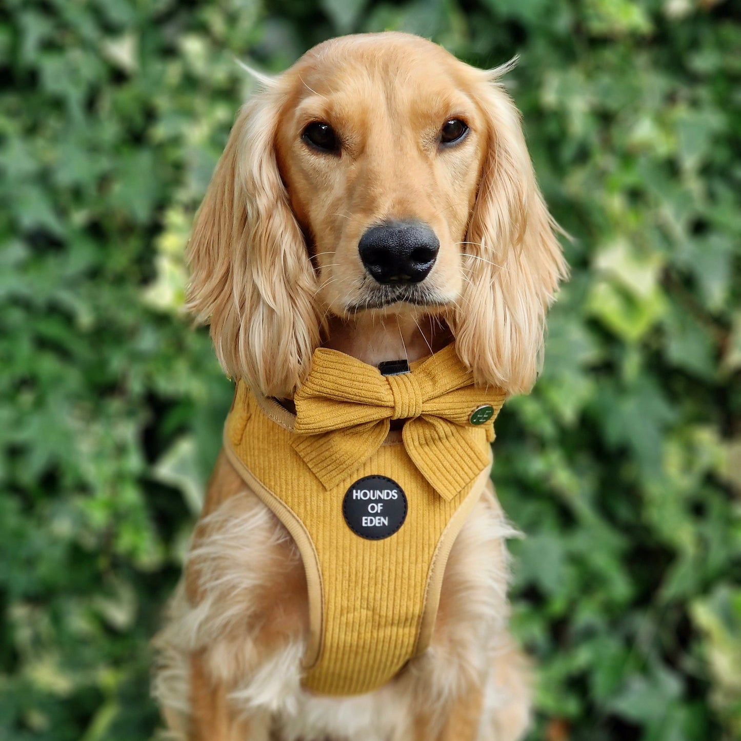 Mustard Yellow Corduroy Collar