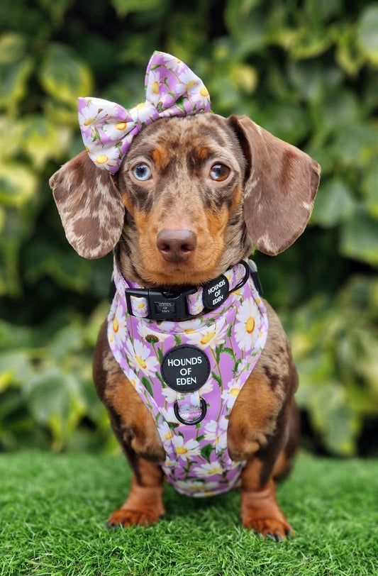Daisy Dreams Design Dog Harness