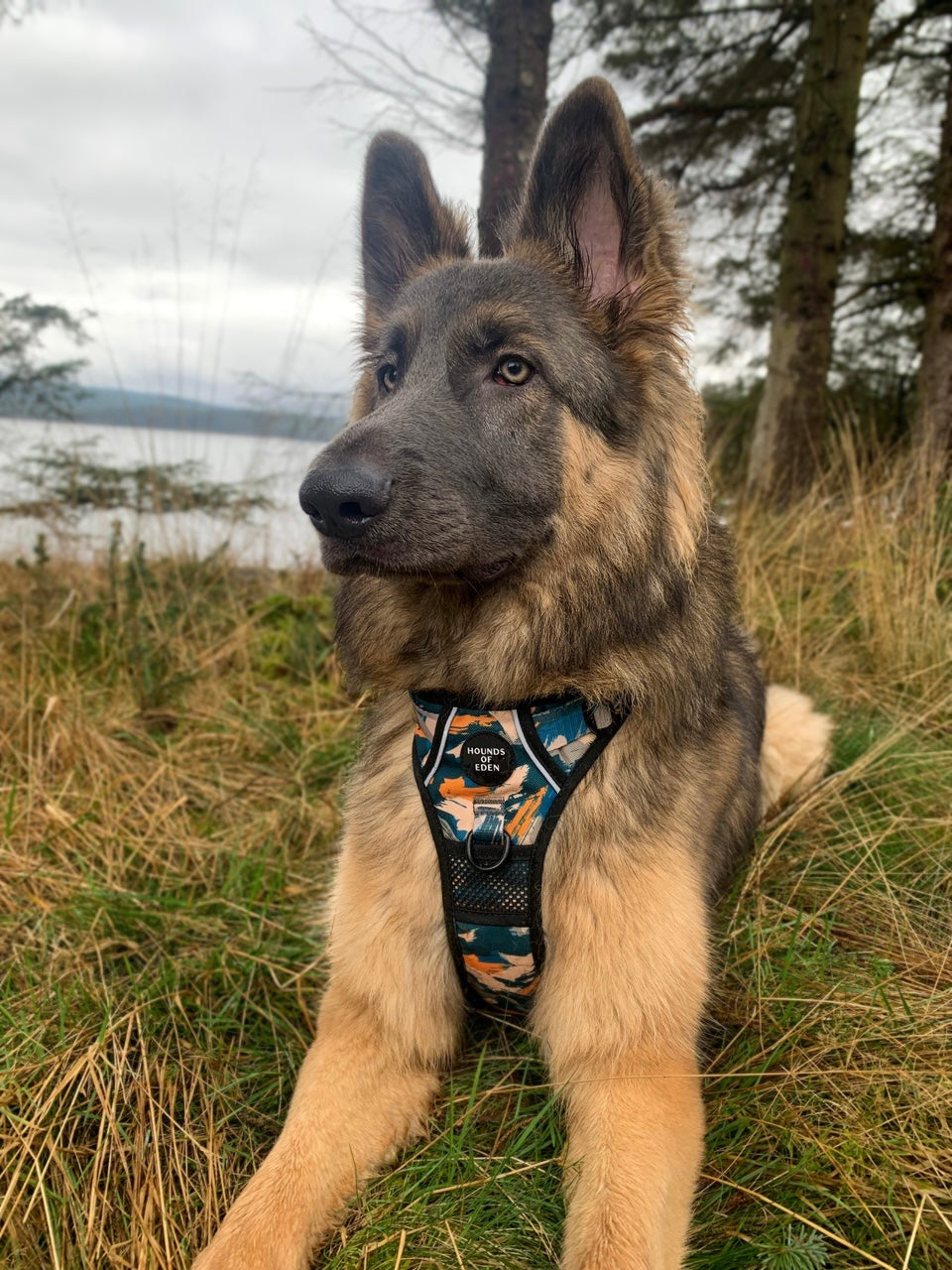 Supaw Strong™ 'Brush It Off' Utility Harness