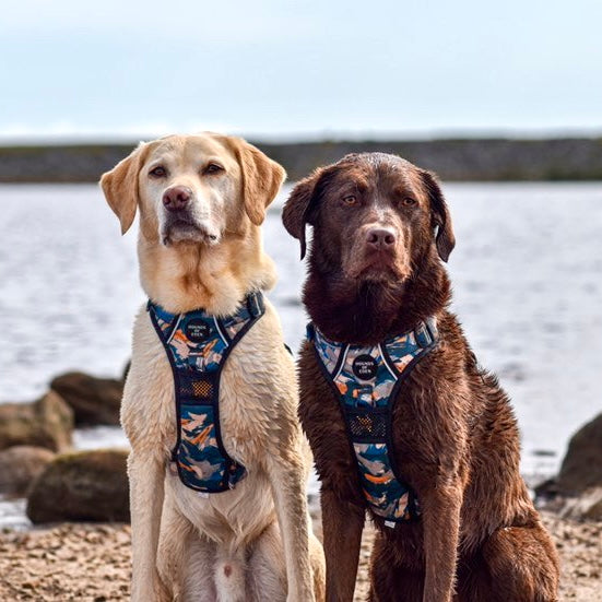 'Brush it Off' - Olive, Blue & Orange Camo Pattern Dog Collar