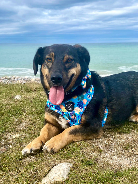 Under The Sea Design Dog Collar