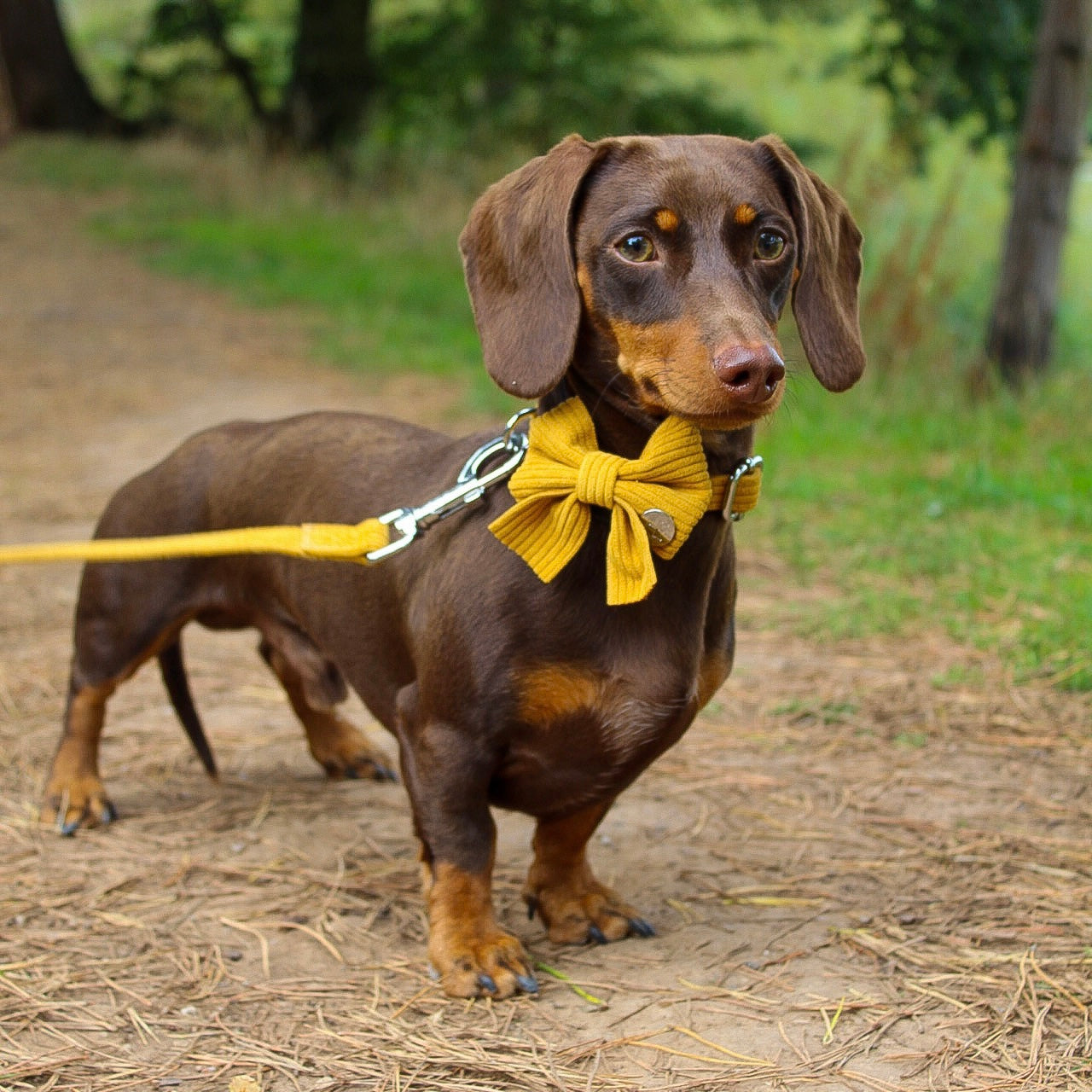 Mustard Yellow Corduroy Sailor Bow Tie