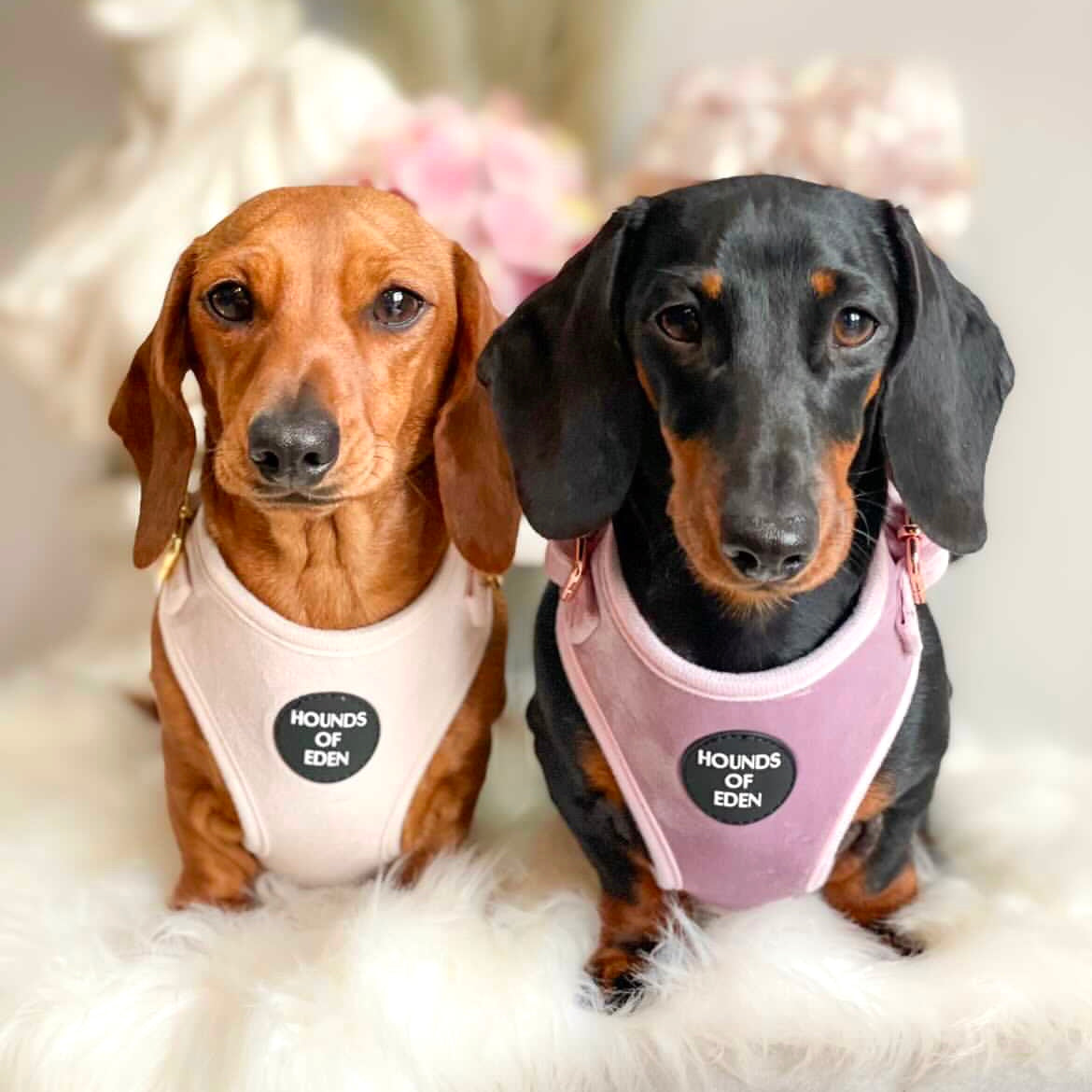 Lilac Dreams - Lilac Velvet Dog Harness with Rose Gold Metal Hardware