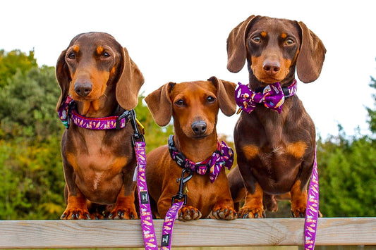 Harry Pawter Design Dog Collar