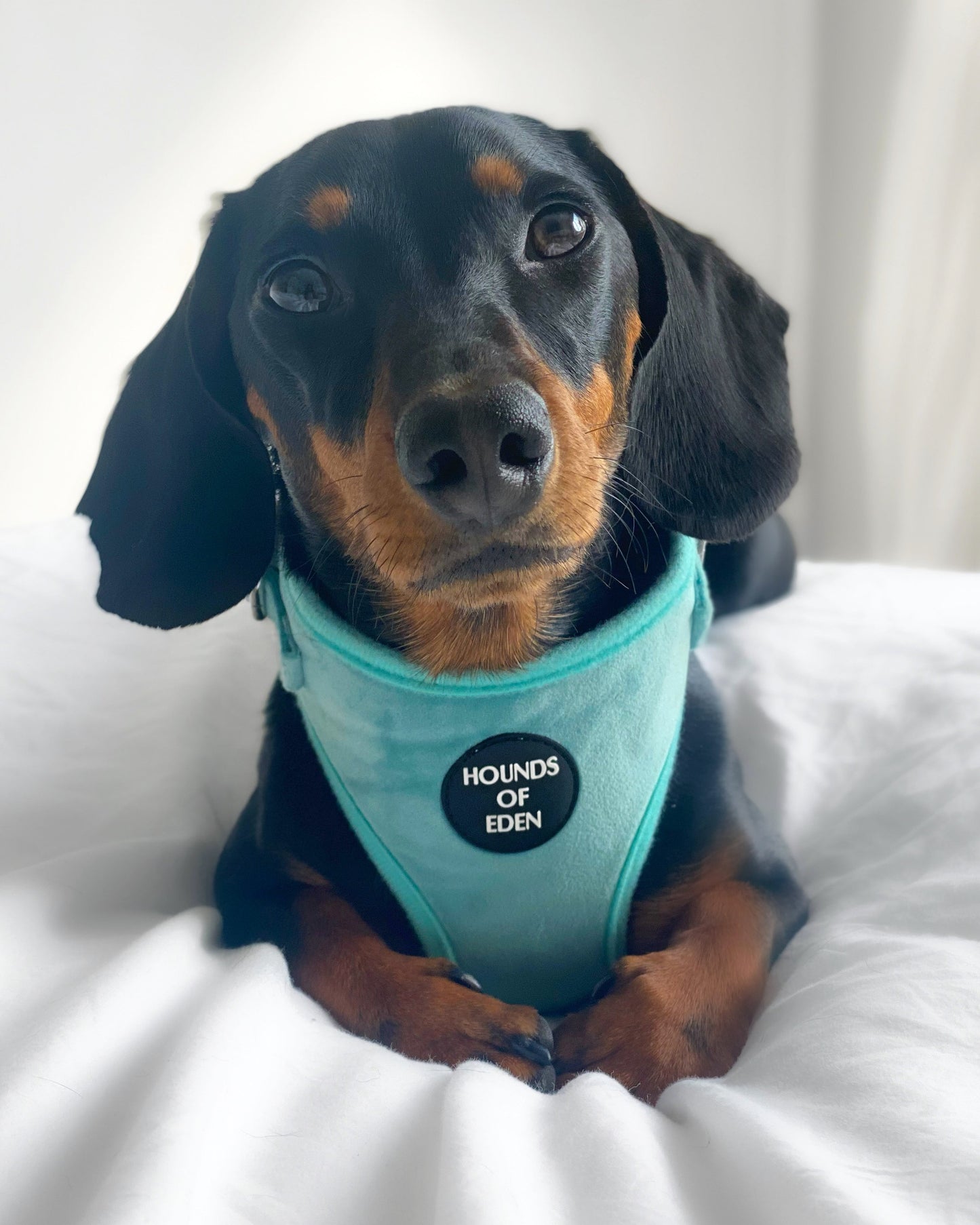 Tiffany's - Light Teal Velvet Dog Harness with Silver Metal Hardware