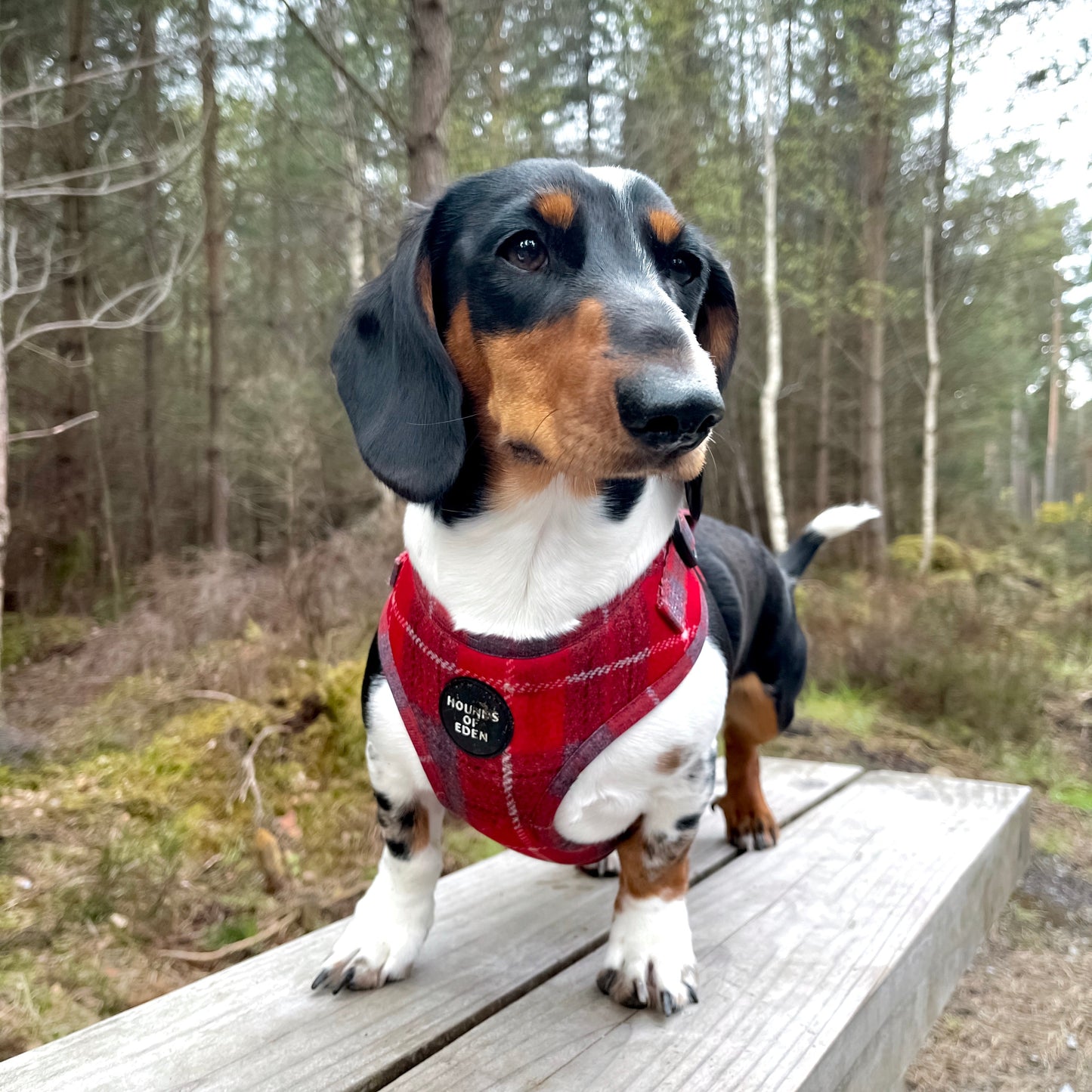 'Sammi' - Red & Grey Check Dog Harness