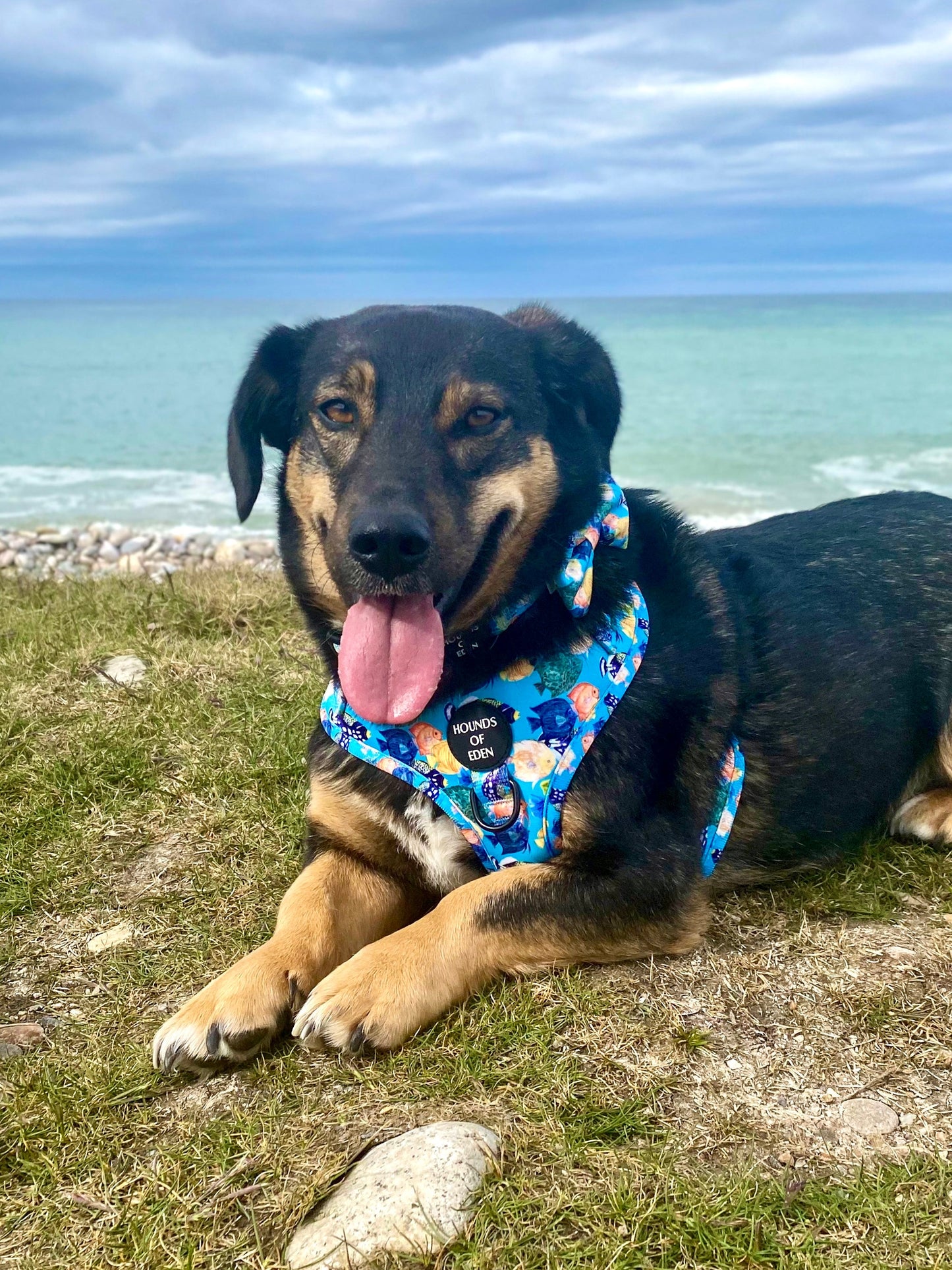Under The Sea Design Dog Bow Tie