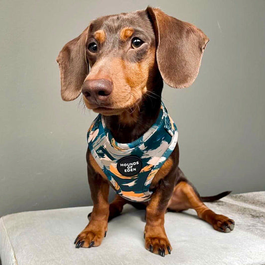'Brush it Off' - Olive, Blue & Orange Camo Pattern Dog Harness