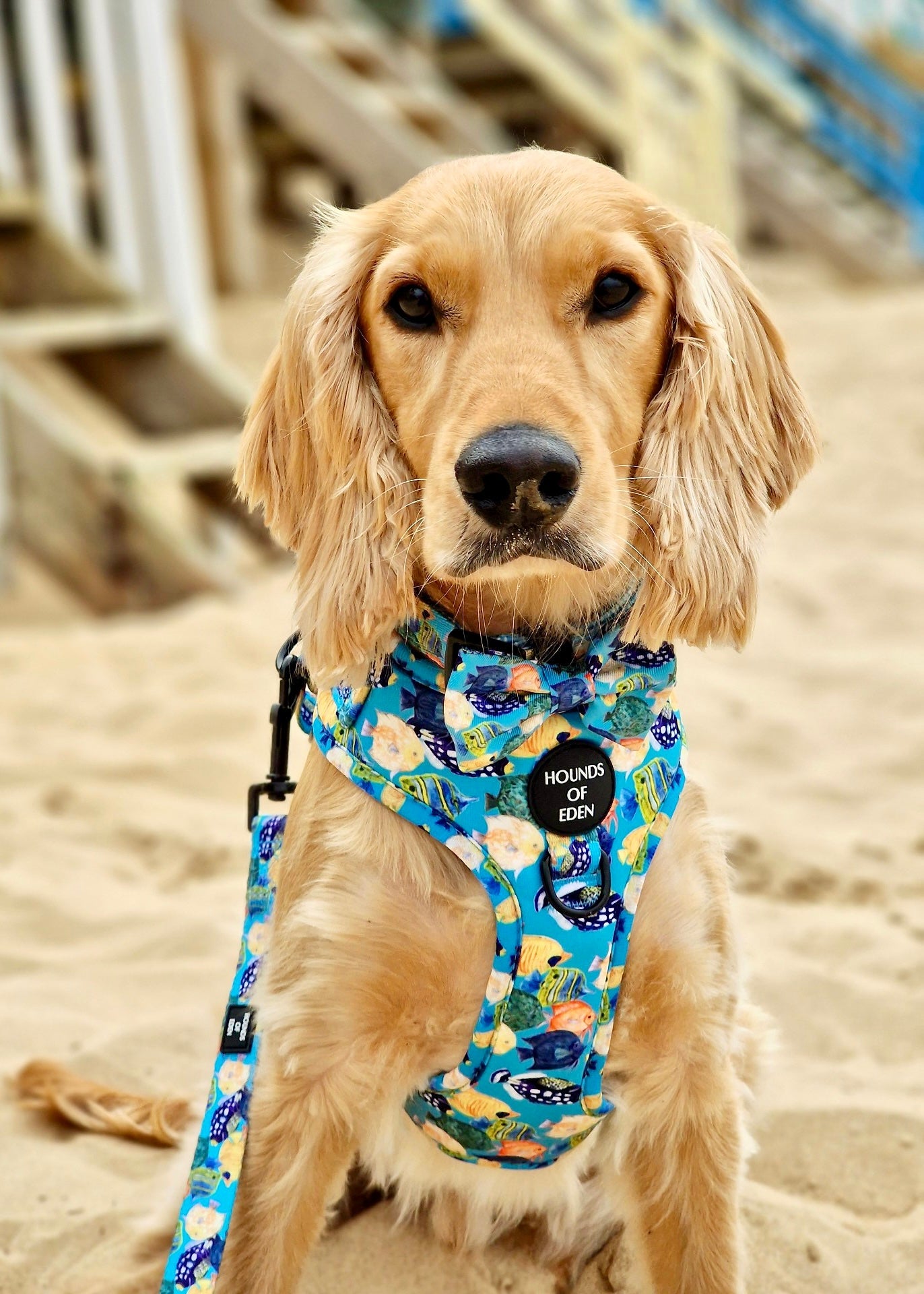 Under The Sea Design Dog Collar