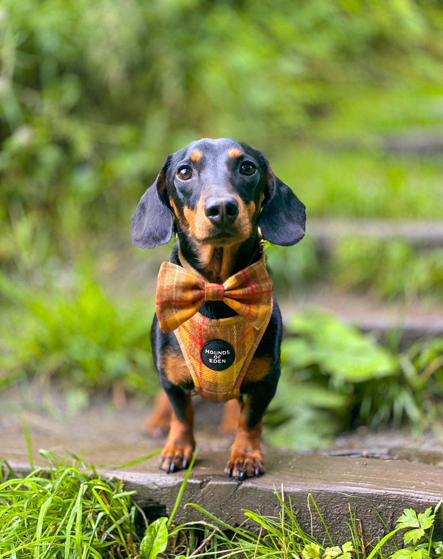 'Honey' - Yellow Check Dog Harness