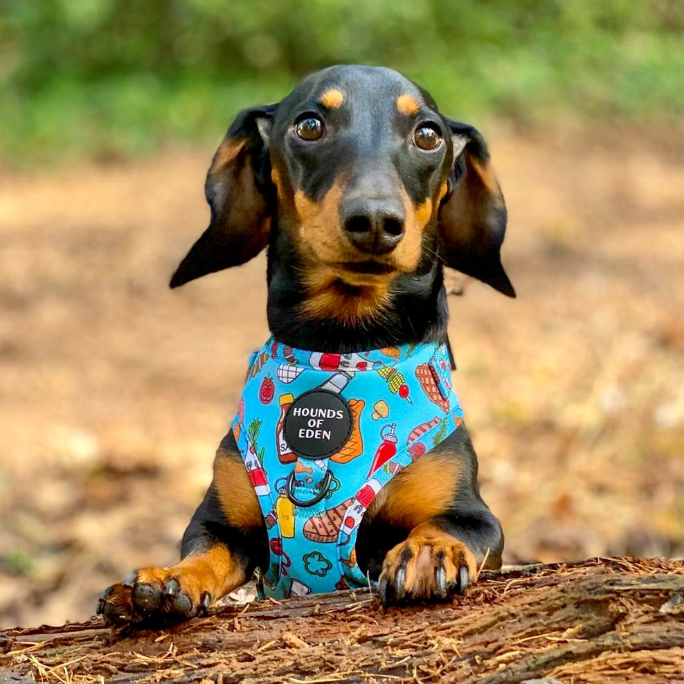 Grill 'n' Chill - Dog Bow Tie