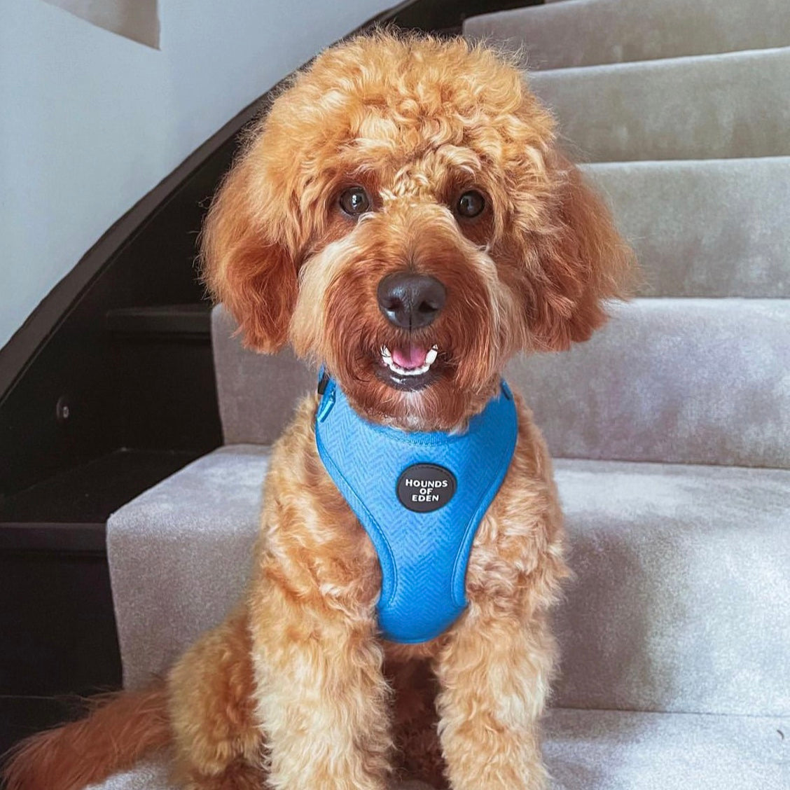 'Bruce' - Blue & Teal Herringbone Dog Harness