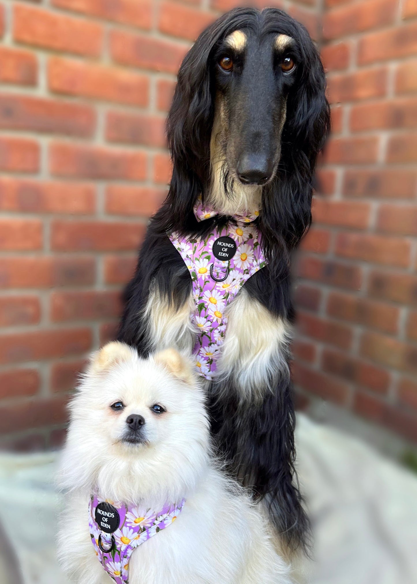 Daisy Dreams Design Dog Collar