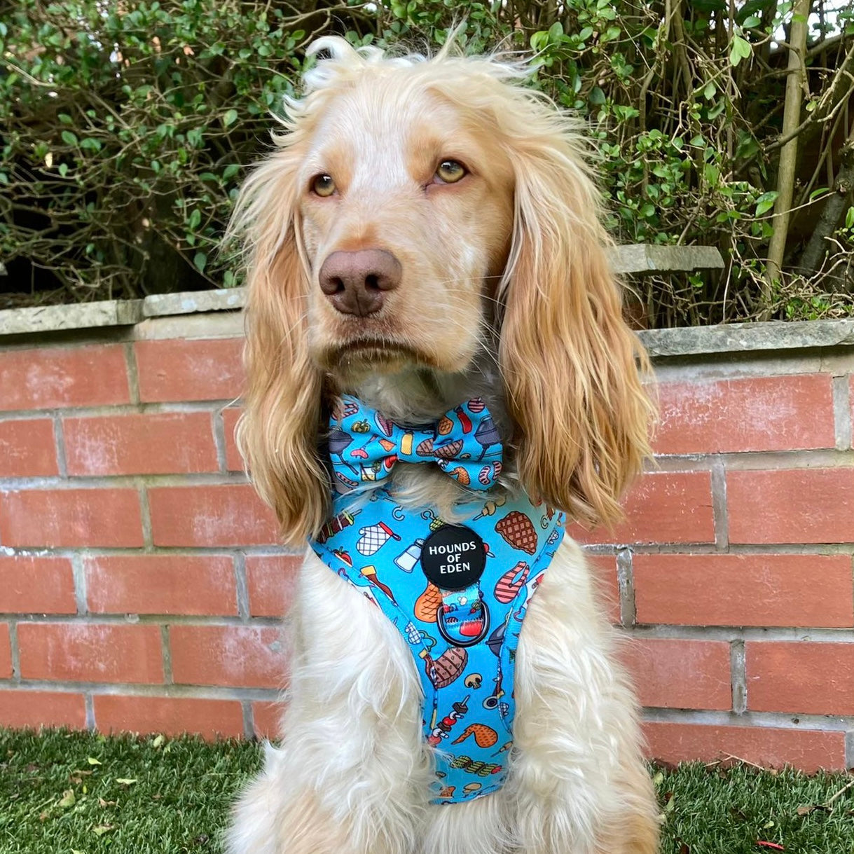 Grill 'n' Chill - Dog Bow Tie