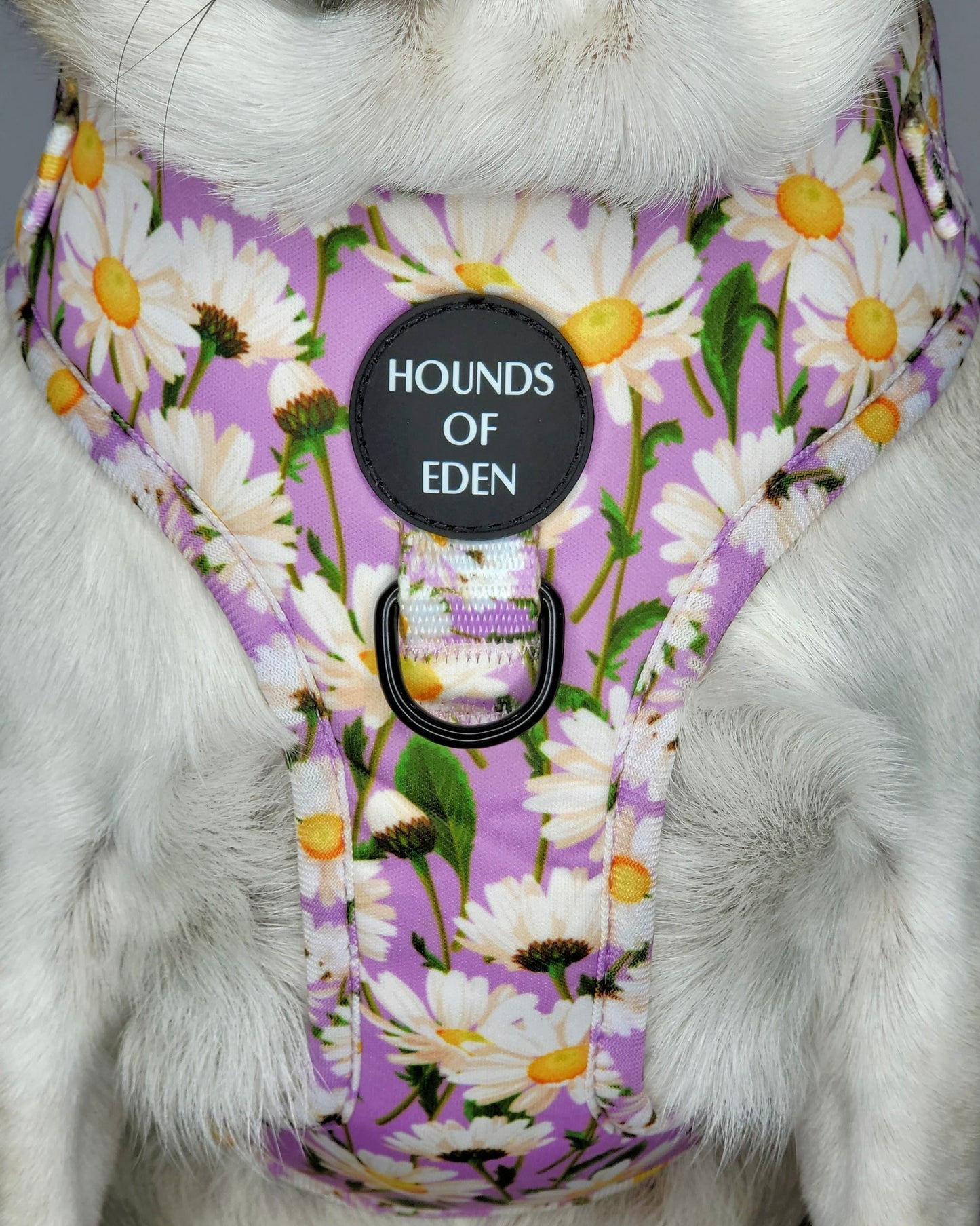 Daisy Dreams Design Dog Harness