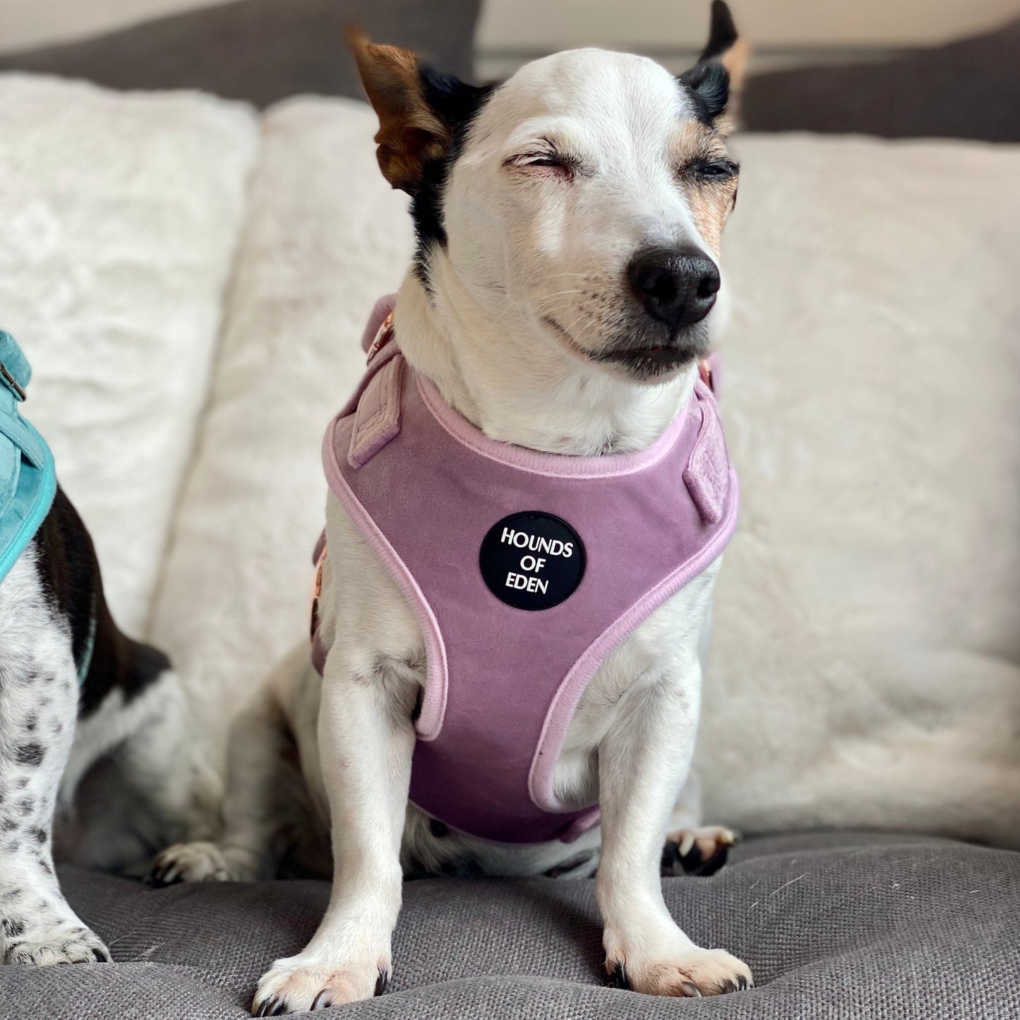 Lilac Dreams - Lilac Velvet Dog Harness with Rose Gold Metal Hardware