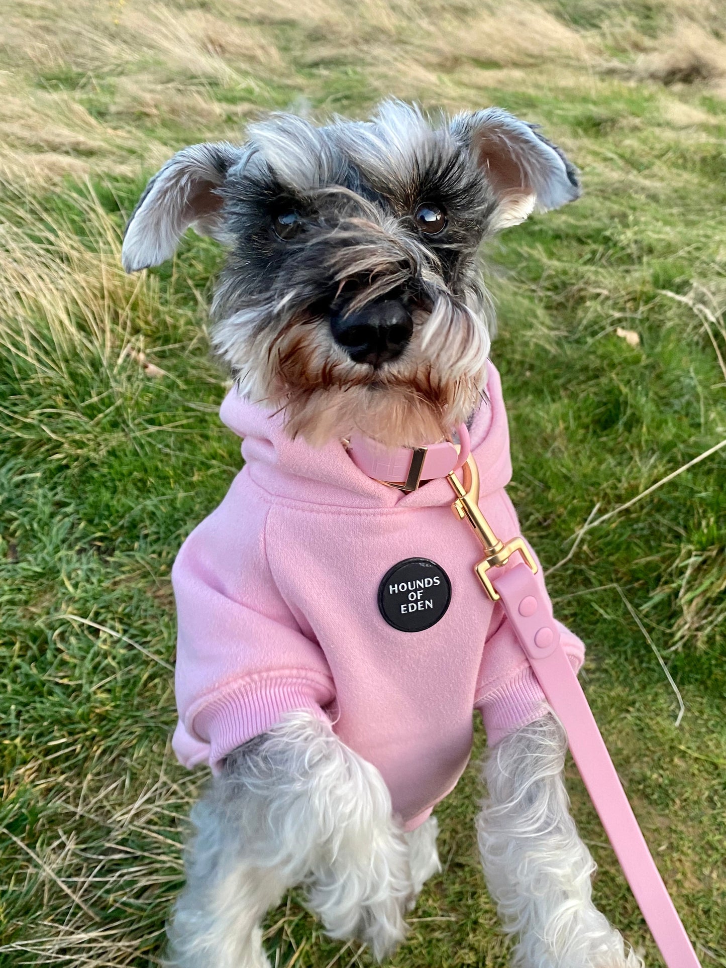 Dog Hoodie - Olive Green